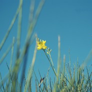 Liguria – la ginestra ottimista